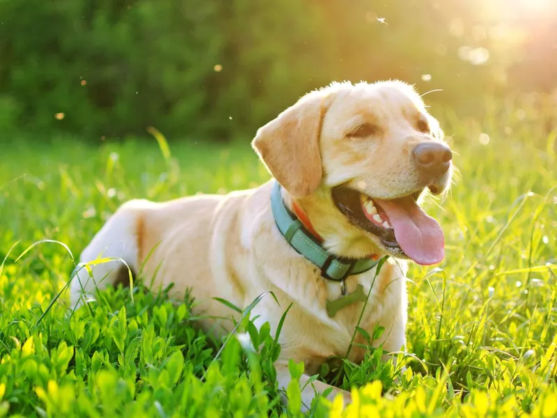 Labrador in the nature