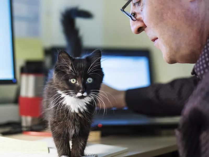Adorable 3 month kitten on desk home office
