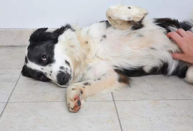 Border Collie dog getting belly scratched