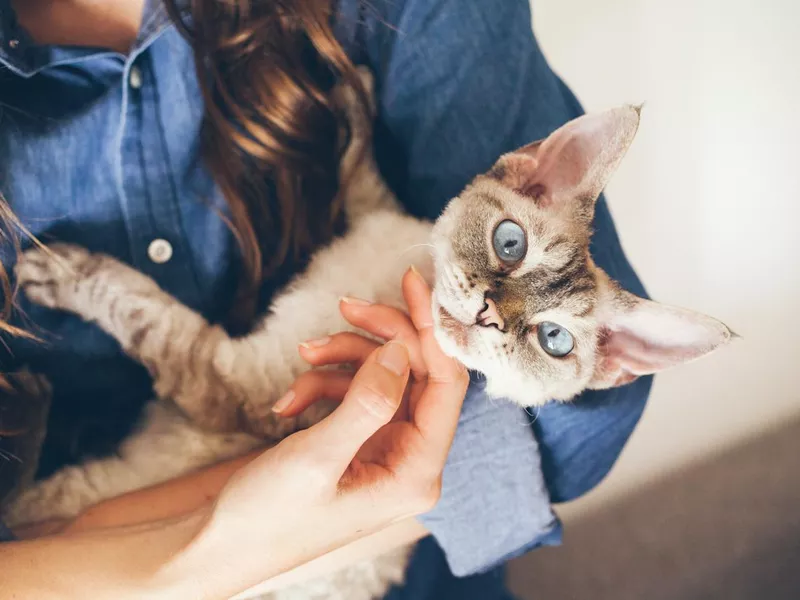 Devon Rex