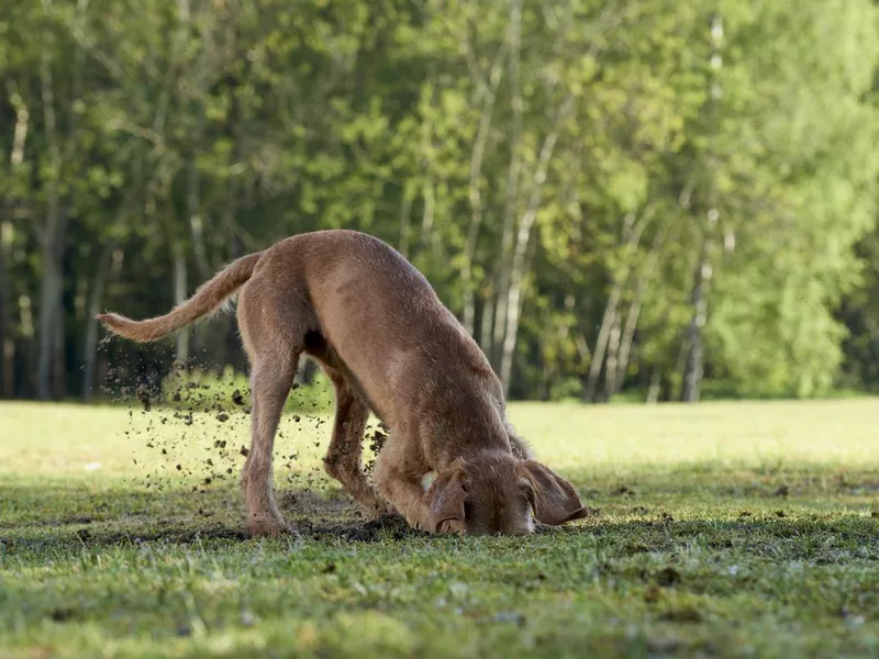 Dog digging