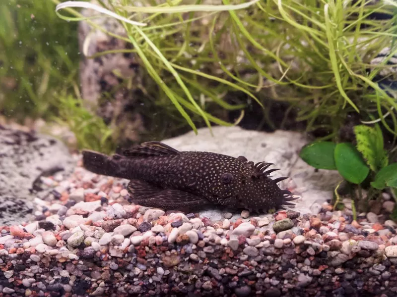 Bristlenose Pleco