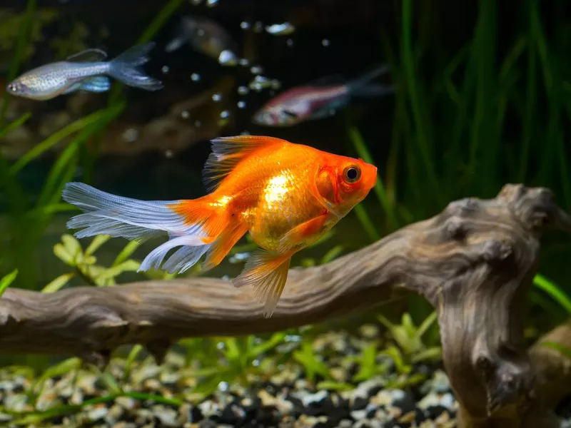 Goldfish in aquarium