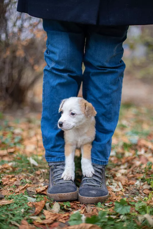 Little dog on feet