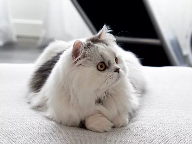 Minuet (aka Napoleon)
