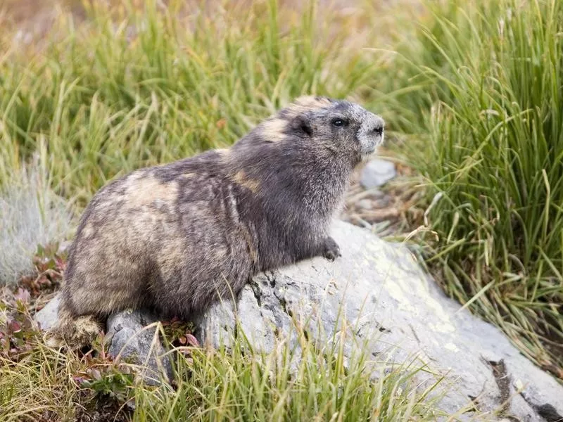 marmot