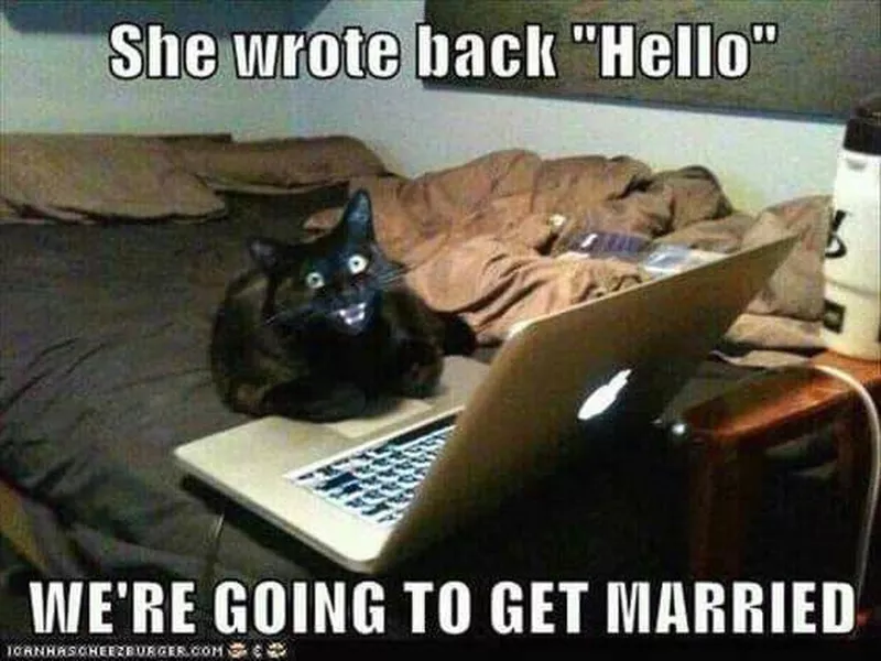 cat on a laptop