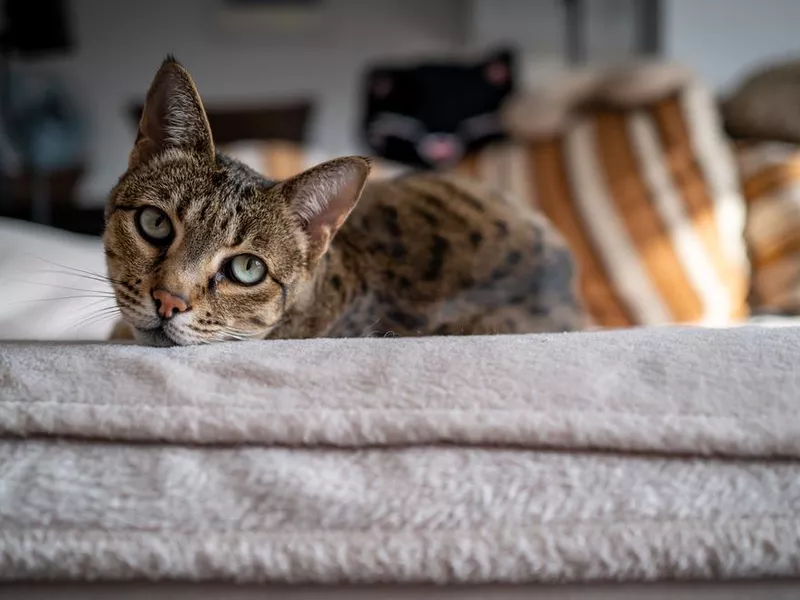 A cute Ashera cat on a couch