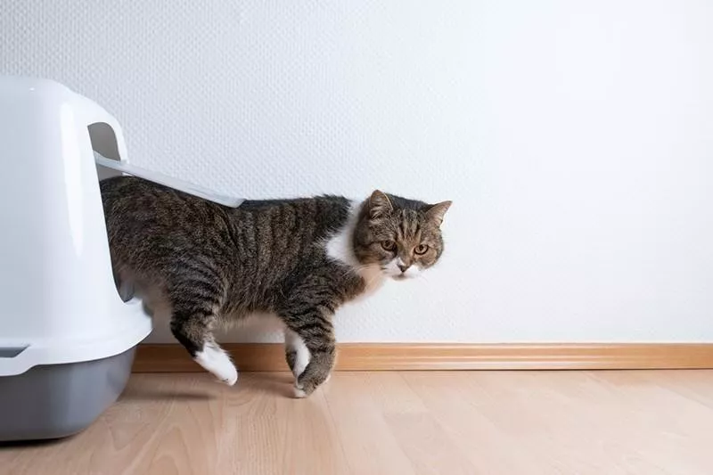 Cat using litter box