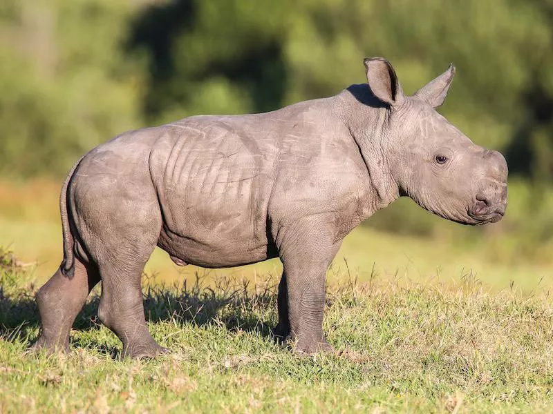 Baby Rhino