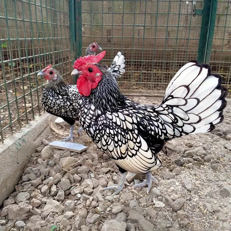 Sebright chicken trio