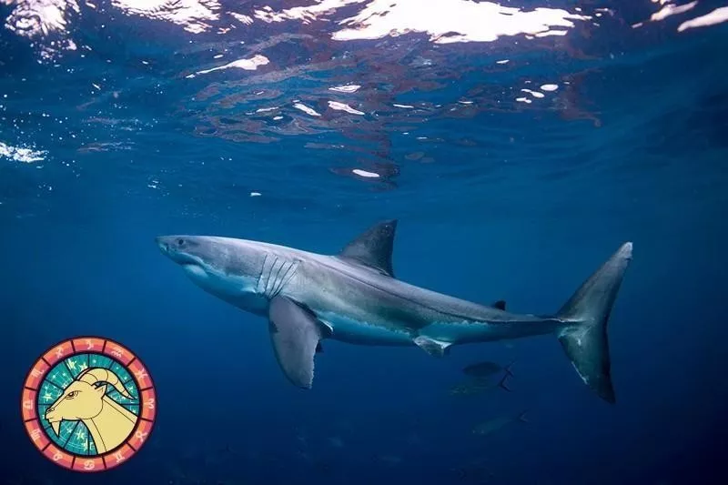 Shark