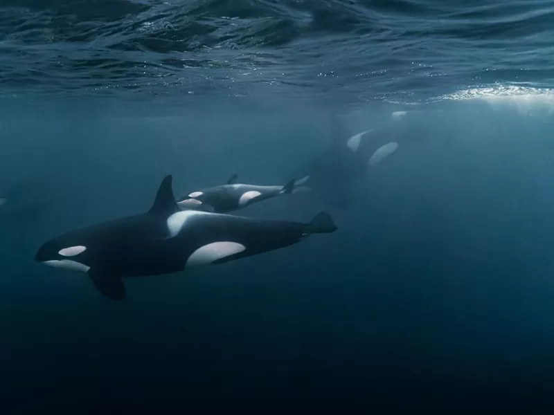 Scenic view of the beautiful baby orca in the ocean