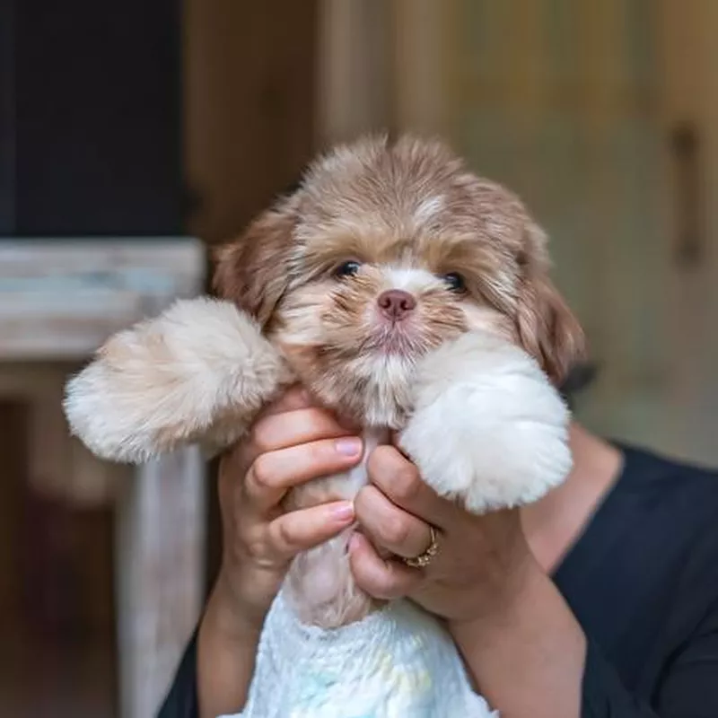Woman holding small Shih Tzu