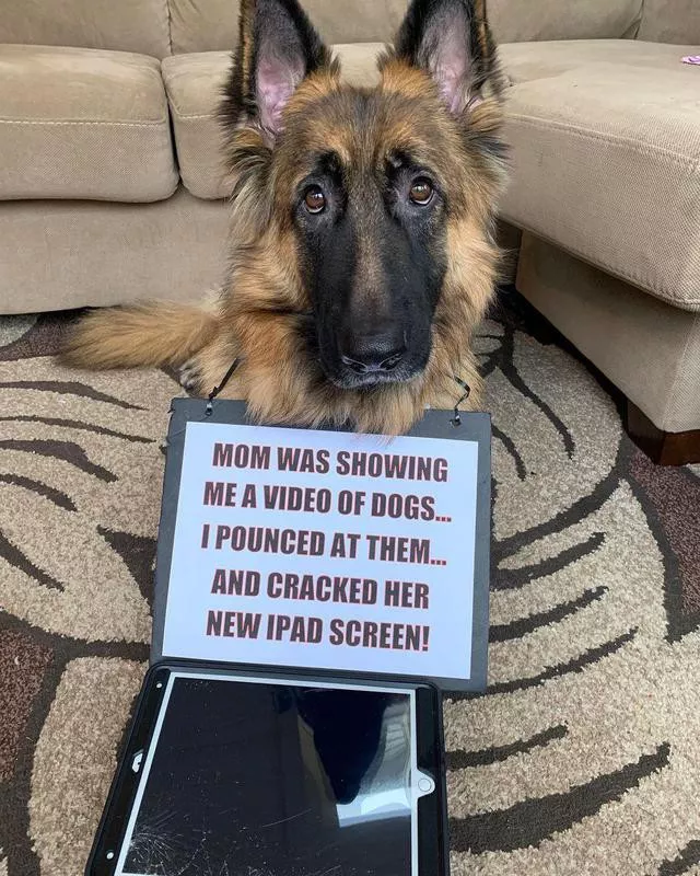 German shepherd cracked an iPad screen