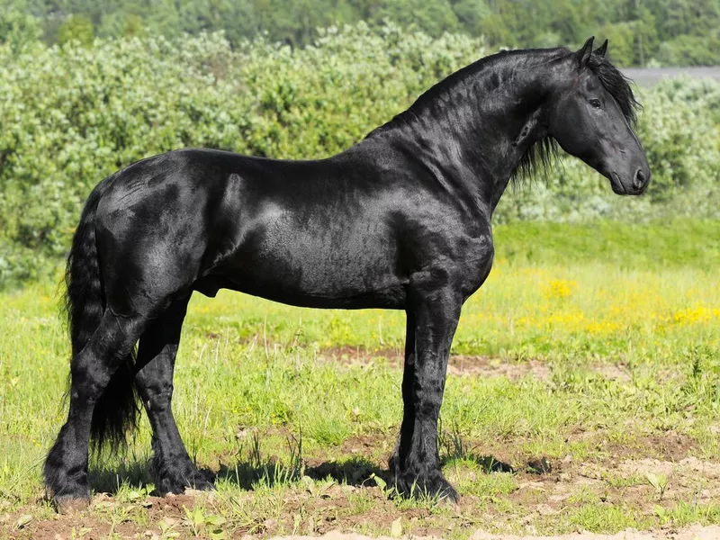 Black friesian horse