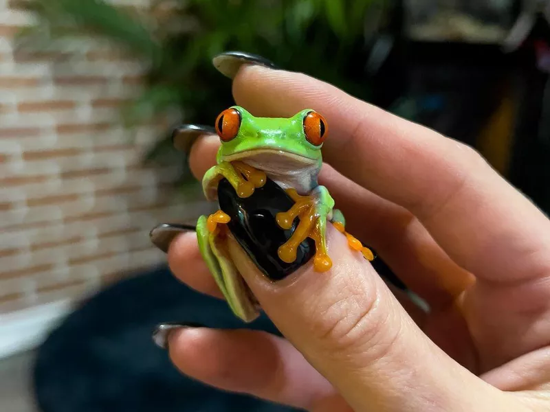 Red-Eyed Tree Frog