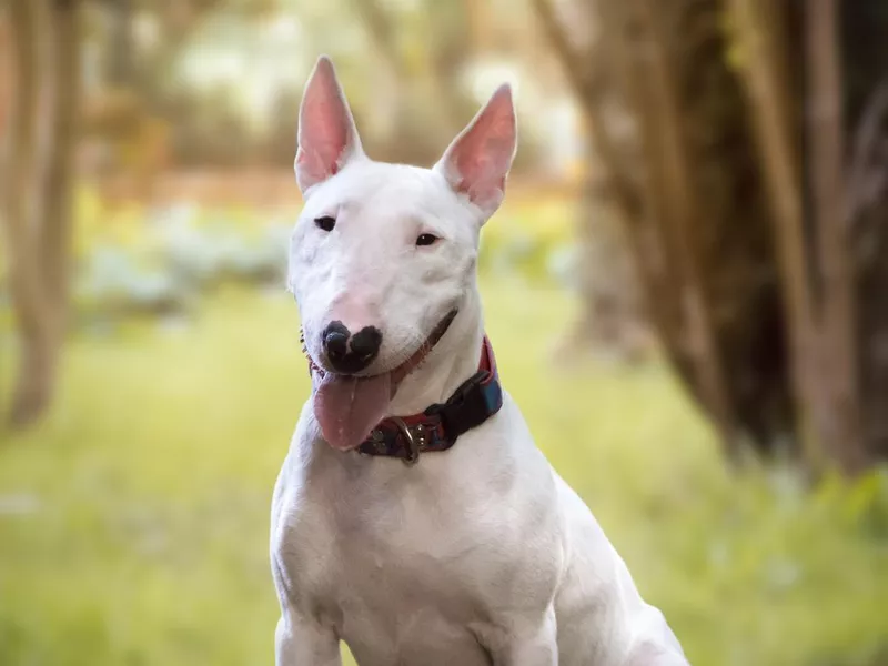 Bull Terrier