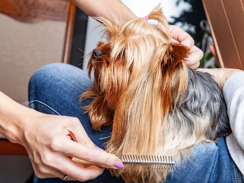 Woman combing Yorkshire Terrie dog