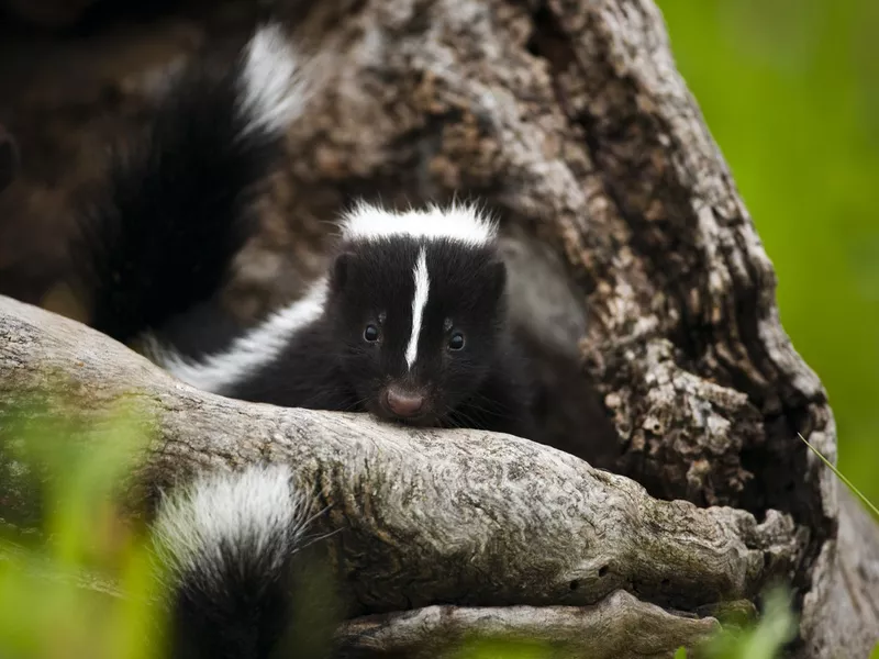 Baby skunk