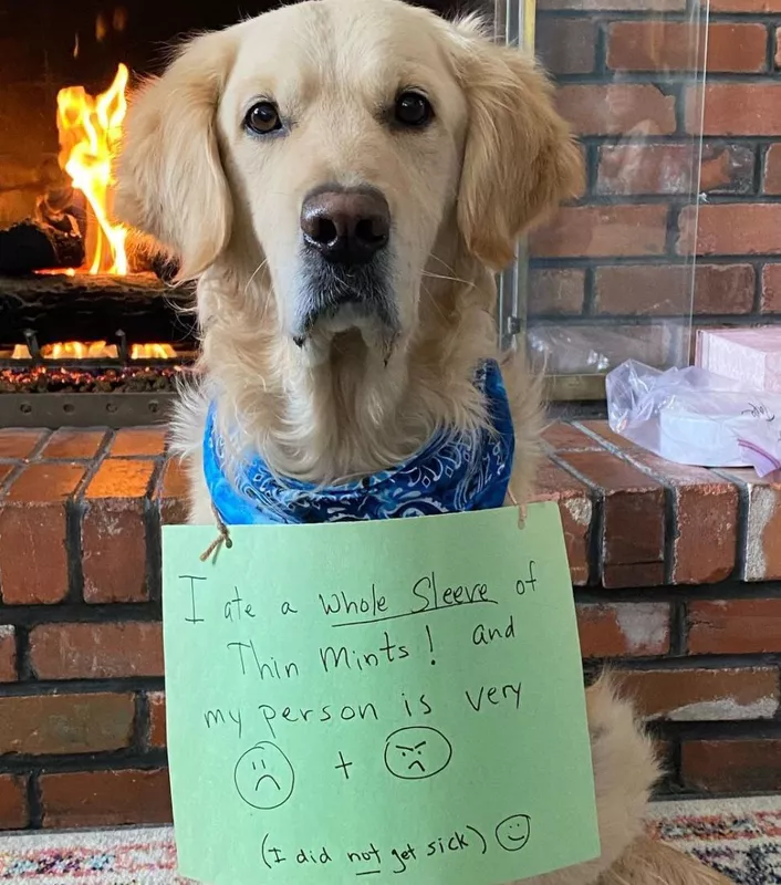 Dog ate Thin Mints