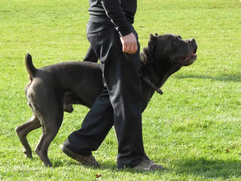 Protection Sport Mastiff