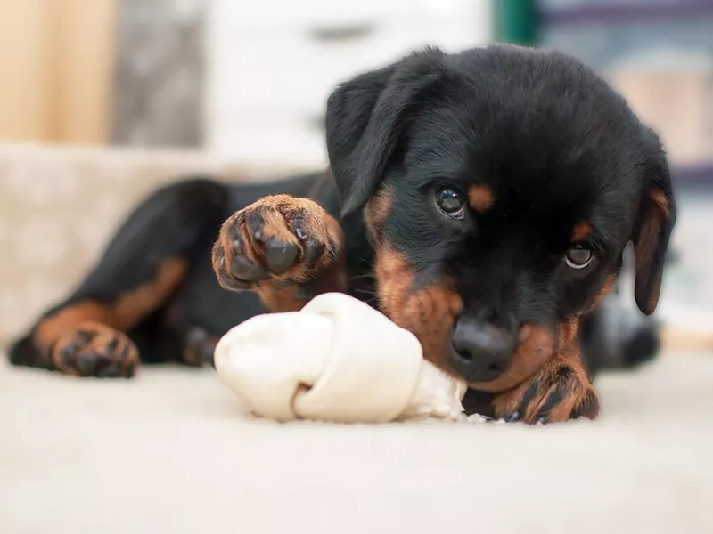 Most Obedient Dog Breeds in the World