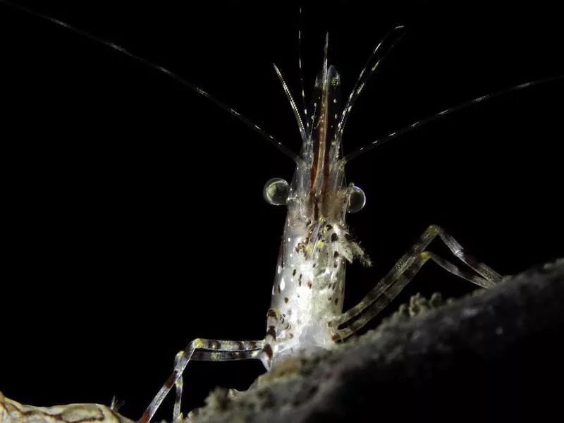 Shrimp