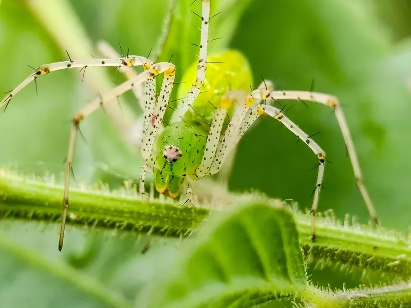 Green Lynx Spider