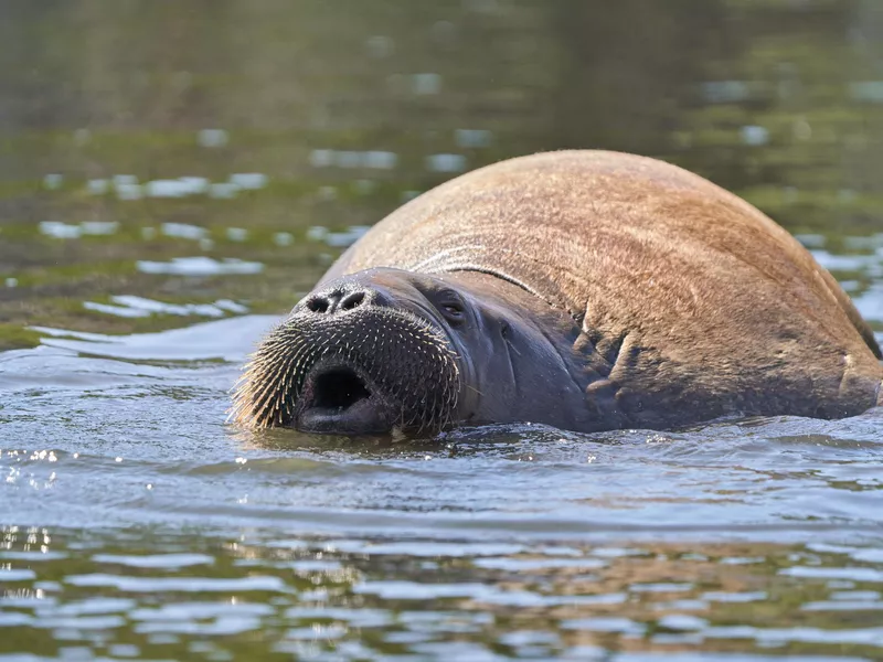 Freya the walrus in Frognerkilen, Oslo Norway