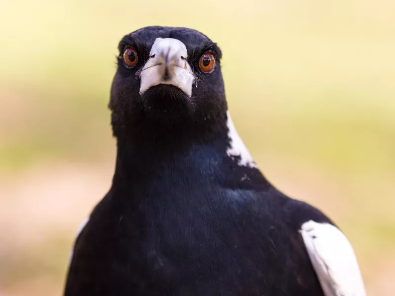 Australian Magpie portrait