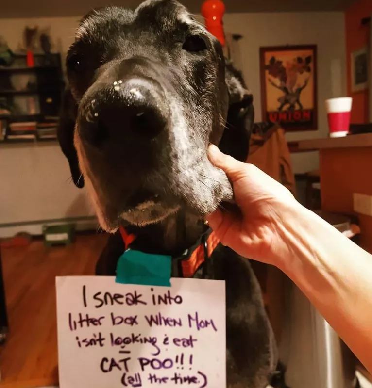Dog eats cat litter