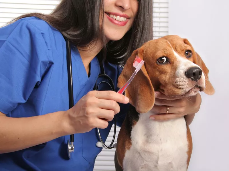 Dog toothbrush