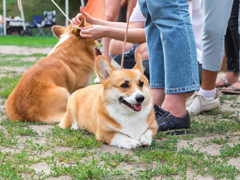 Corgis at the park