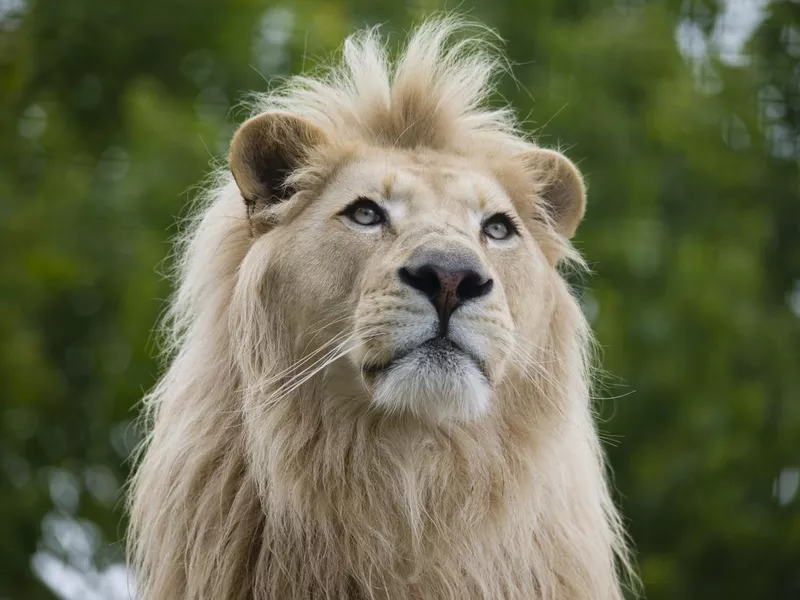 White lion