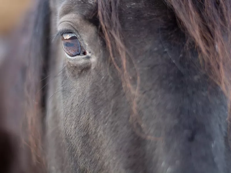 horse eye