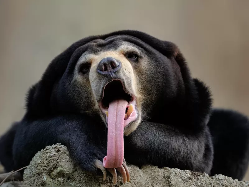 Malayan sun bear