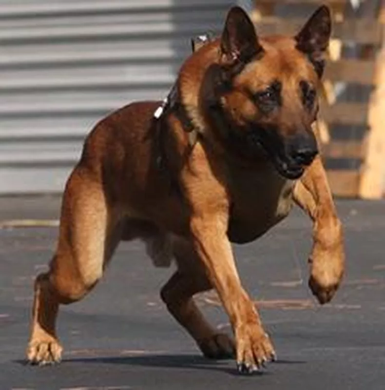 Edo, a police dog
