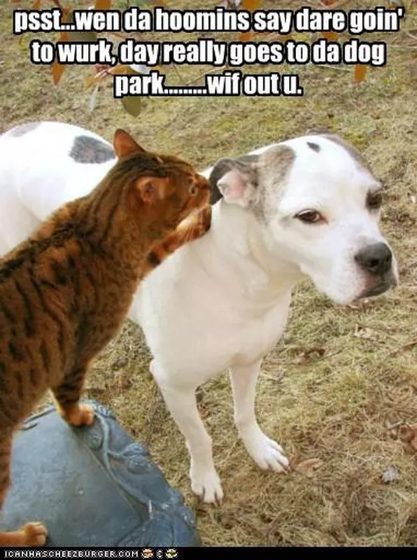 Mean cat meme