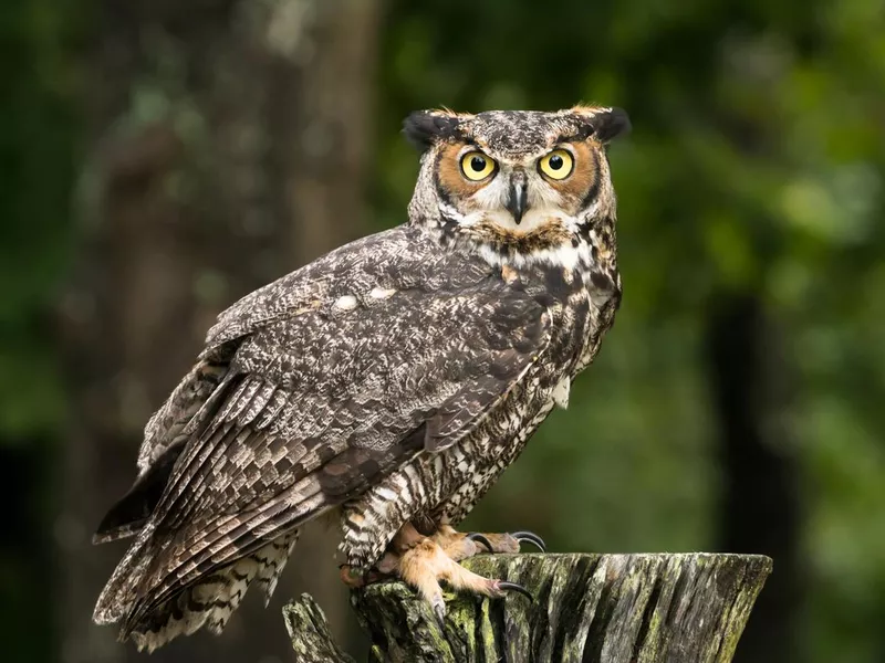 Great Horned Owl