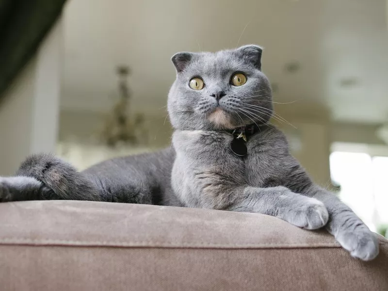 Scottish Fold