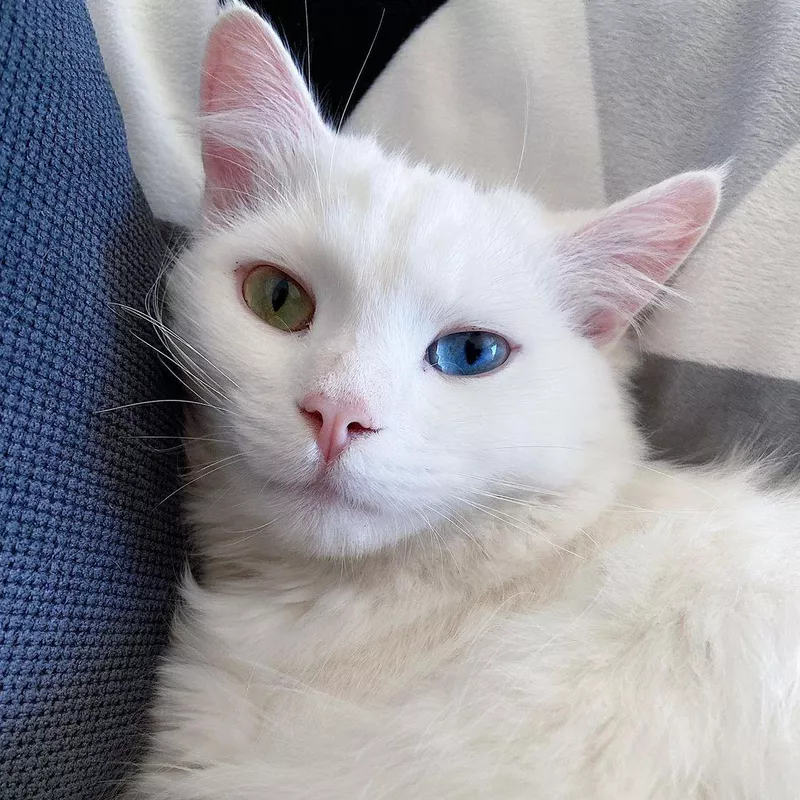 Turkish Van