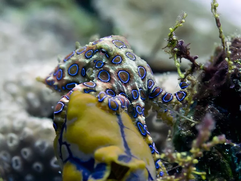 Blue-ringed octopus