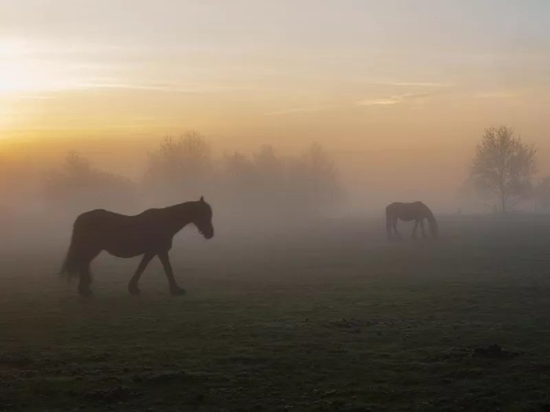 Friesian horses in the mist