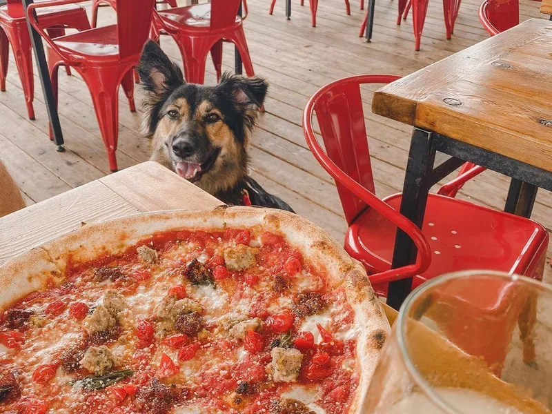 Cane Rosso for Dog Owners