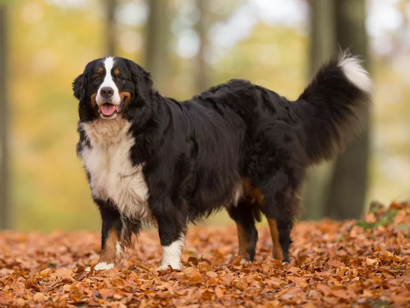 Bernese mountain dog