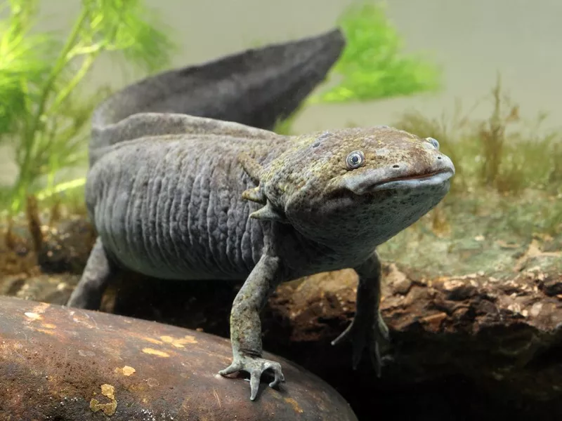 Axolotl