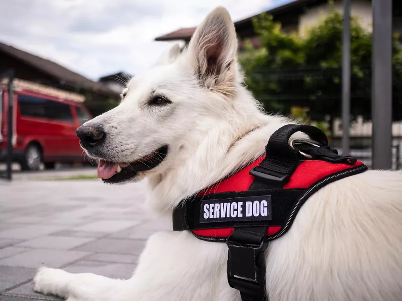 service dog
