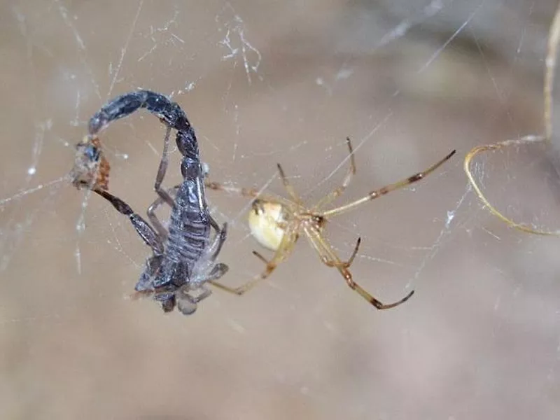 White Widow Spider