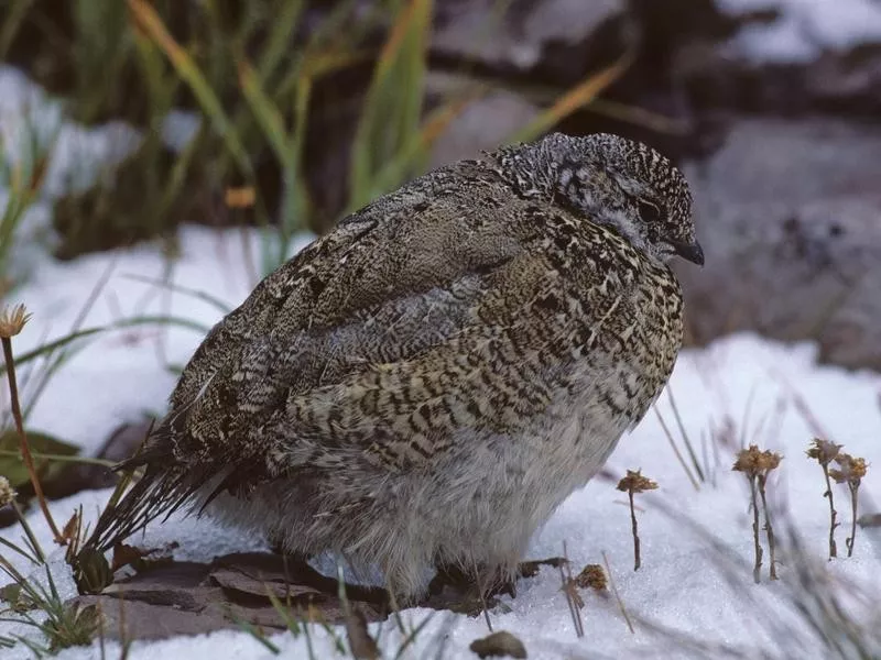 ptarmigan